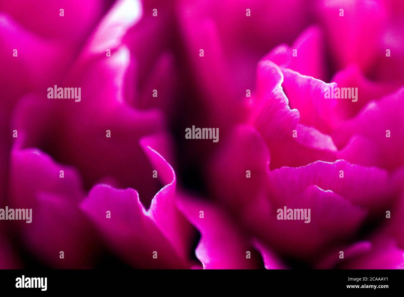 Detalle de primer plano de la flor de la peonía rosa (paeonia) Foto de stock