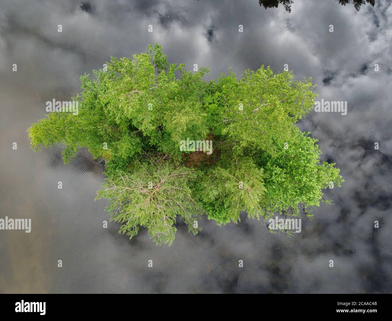 árbol verde encendido, vista superior Foto de stock