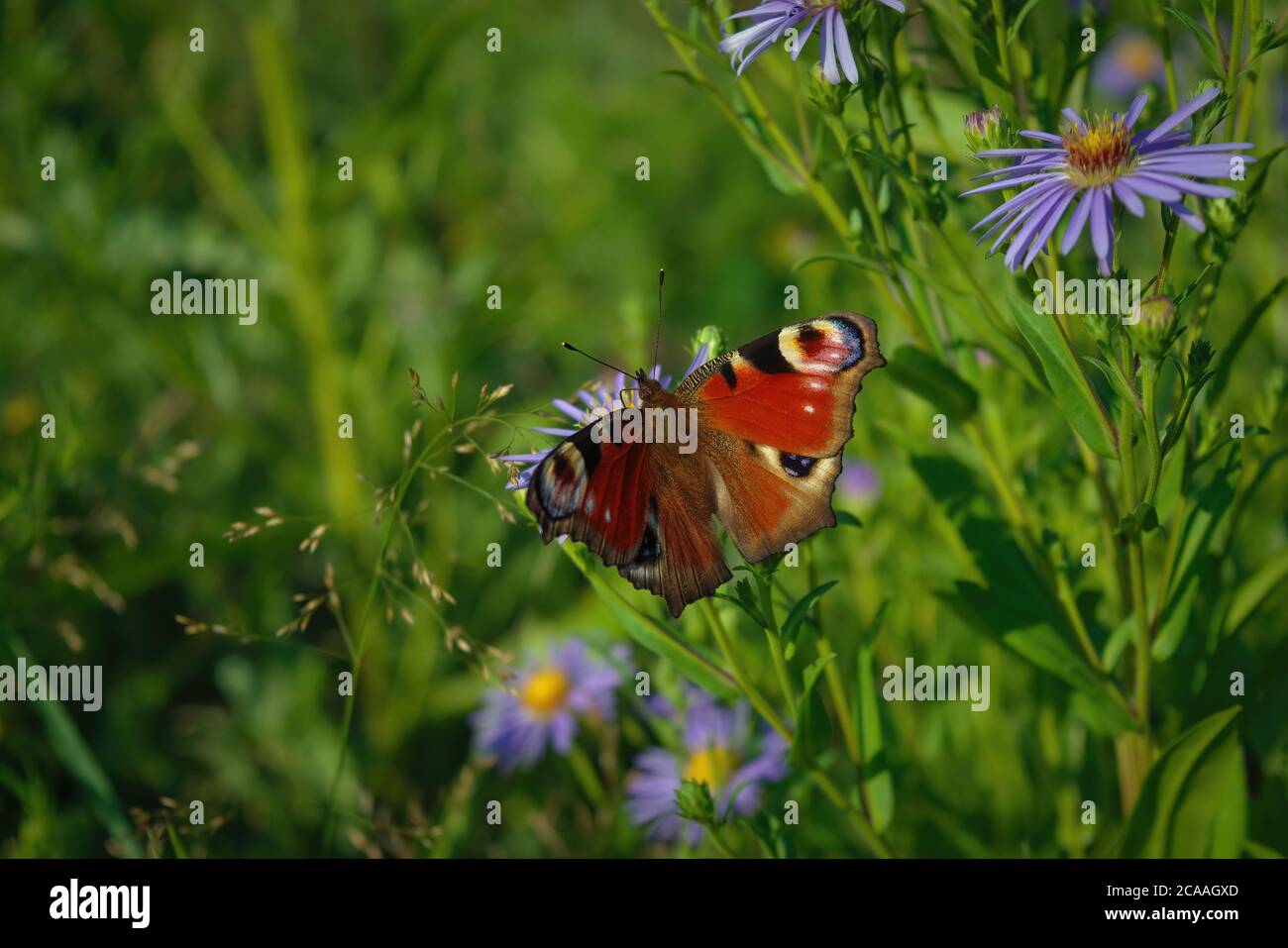 Una hermosa mariposa de pavo real, Aglais io, nectaring sobre una flor de montaña salvaje. Foto de stock