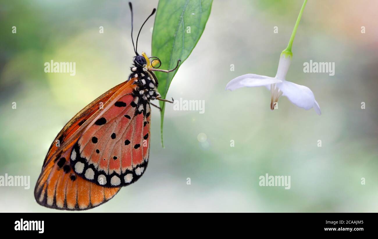 Elegante mariposa monarca naranja descansando sobre una hoja junto a una flor blanca. Macro fotografía de este gracioso y frágil Lepidoptera Foto de stock