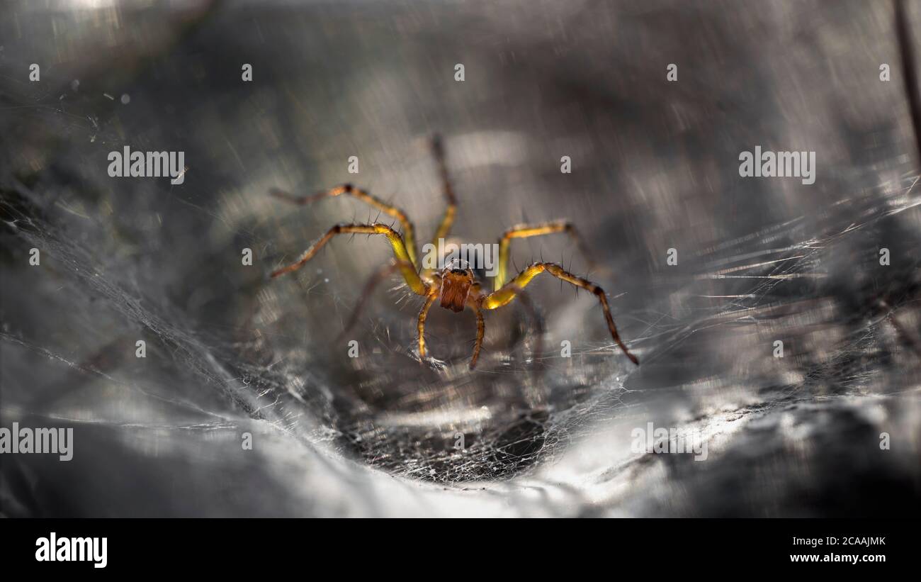 araña amarilla que protege su web, macro fotografía de este frágil y gracioso insecto, pero espantoso depredador para los atrapados, la escena de la naturaleza Foto de stock