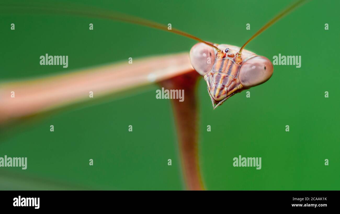 retrato de una mantis marrón rezando mirando, largas antenas y grandes ojos facetados, este insecto gracioso es un espantoso depredador para los pequeños. Foto de stock