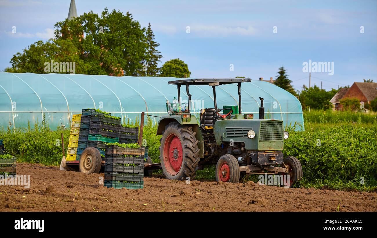 Viejo tractor en un campo con plántulas en cajas y invernadero en el fondo. Foto de stock