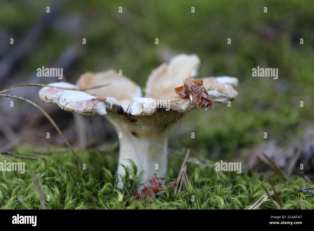 la tapa marrón del hongo es visible desde el hierba detrás de un palo un club de setas crecen en el los bosques recolectando hongos descansan un hongo de puta Foto de stock