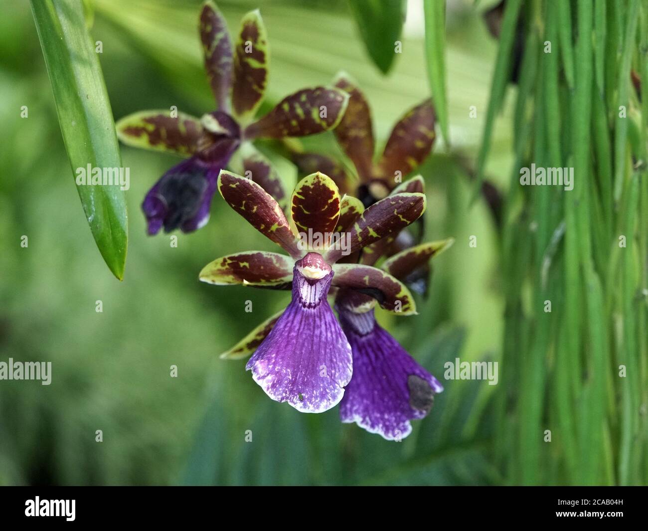 fantástica muestra de flores exóticas orquídeas de colores de los trópicos  con pétalos de color chocolate y limón y sépalos y rayas labio púrpura  Fotografía de stock - Alamy