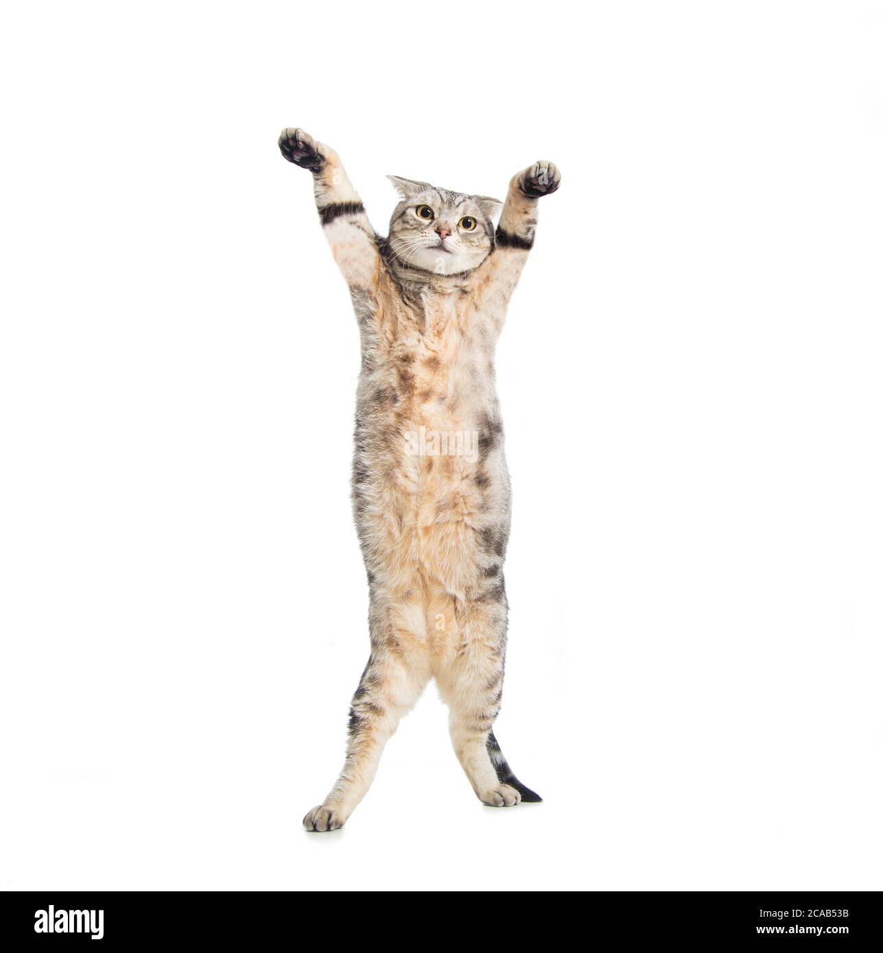 divertido gato de pelo corto americano están de pie y bailando Foto de stock