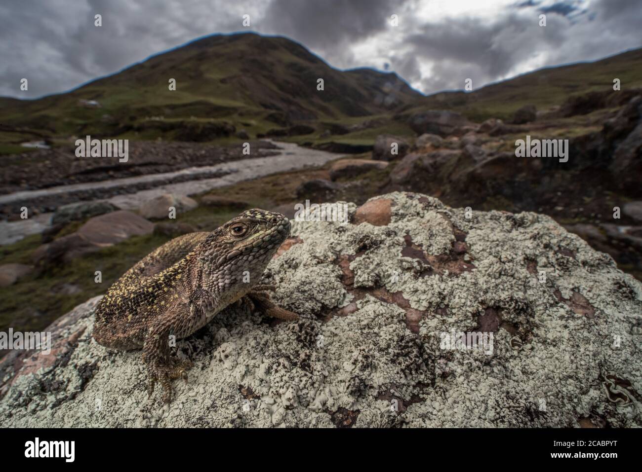 Un lagarto Liolaemus se alza sobre una piedra en un día frío en lo alto de la cordillera de los Andes, donde se encuentran estos lagartos. Foto de stock