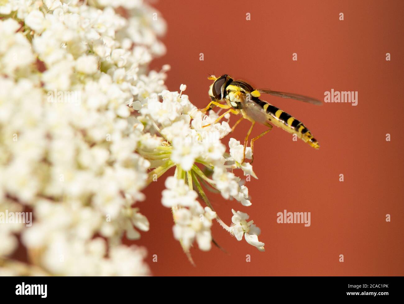 Volar, volar, encaramado en una flor en un prado británico, verano, julio de 22020 Foto de stock