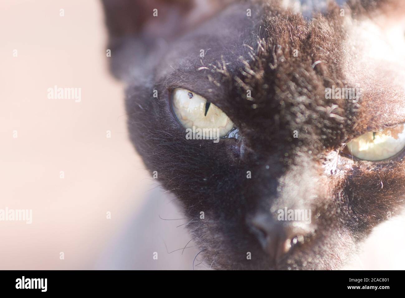 Trauma del ojo de gato fotografías e imágenes de alta resolución - Alamy