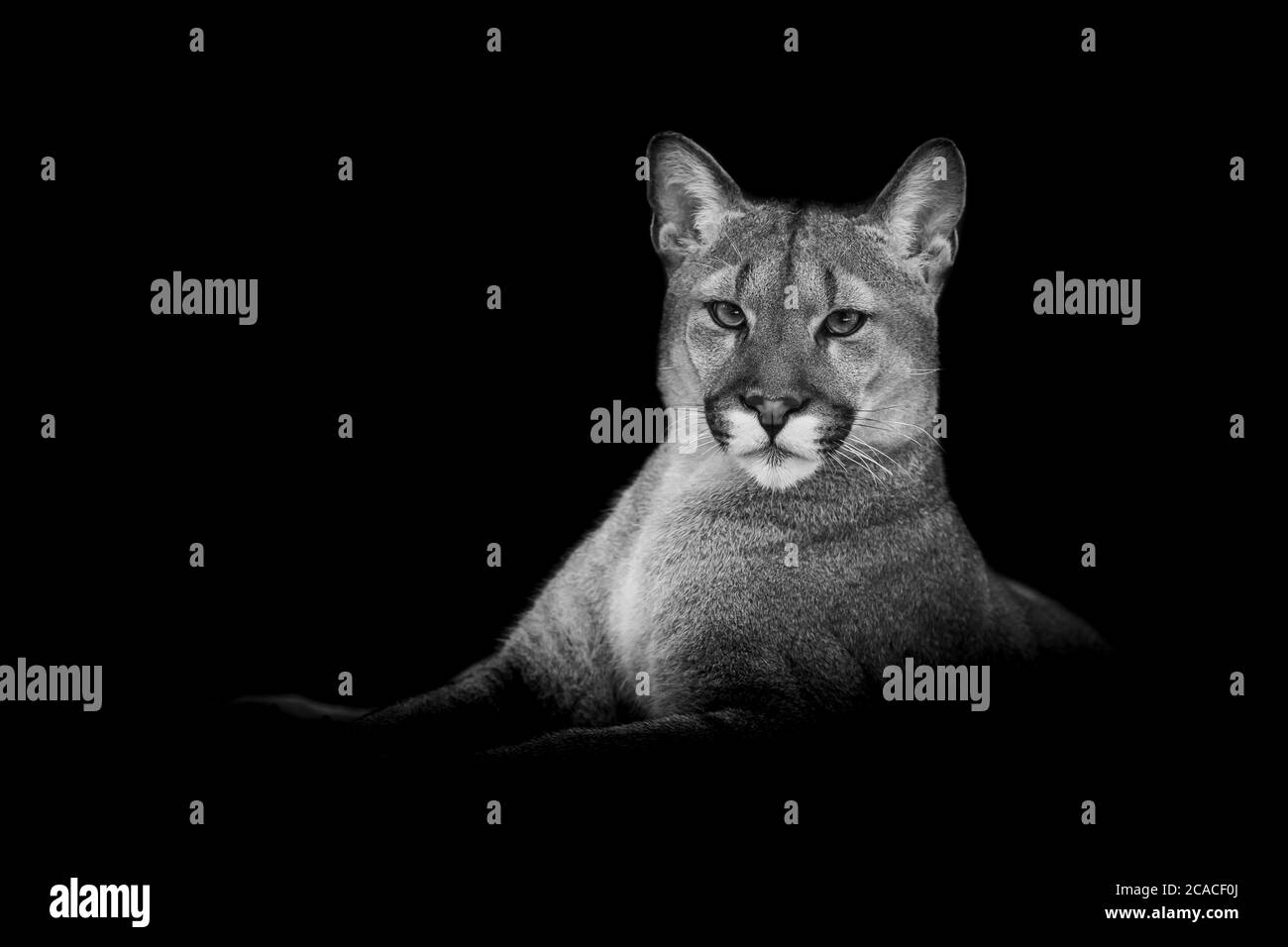 Puma con fondo negro Fotografía de stock - Alamy