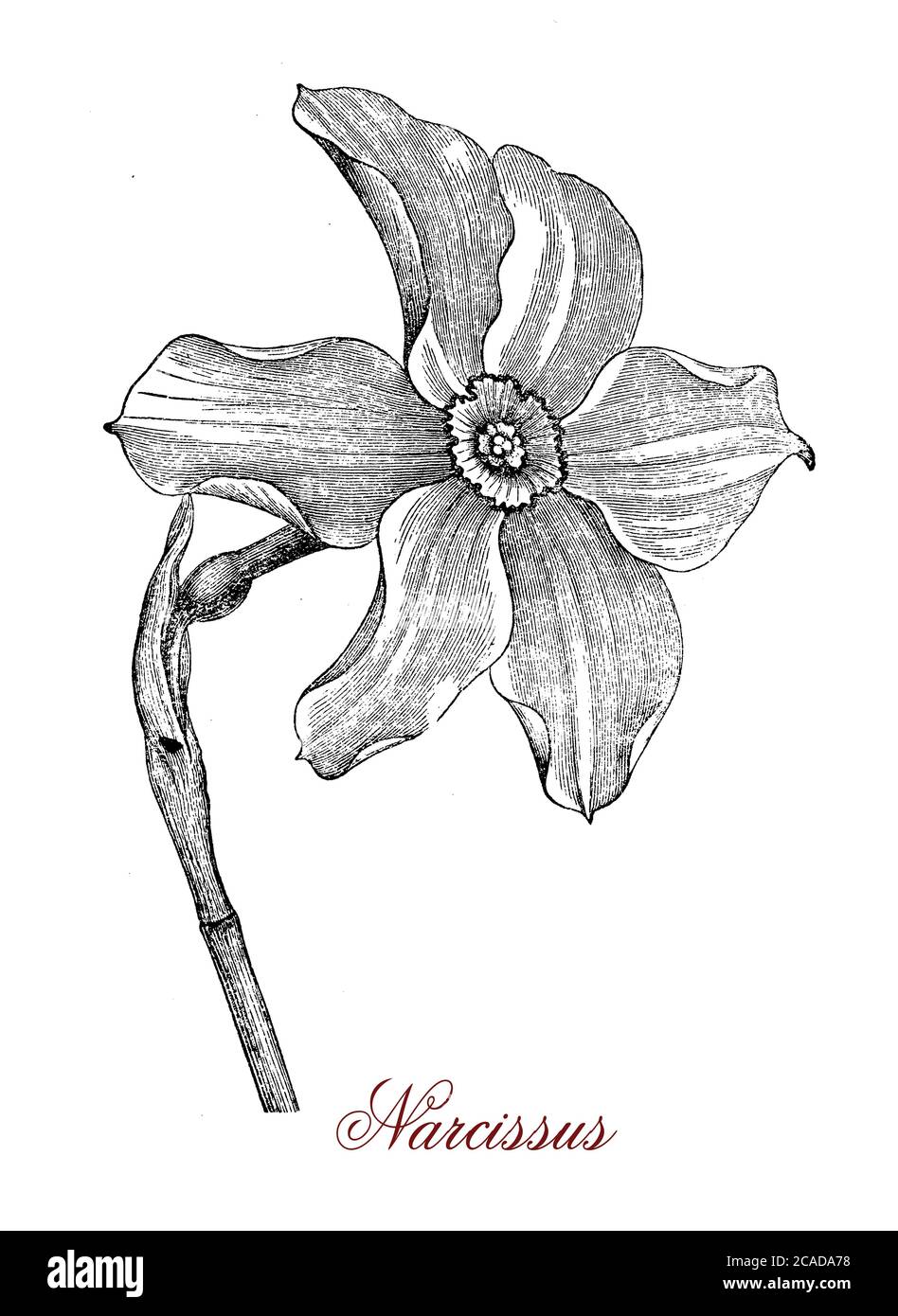 La flor de Narcissus, nombre común daffodil o jonquil, de la planta perenne floreciente de narcisus, es una flor conspicua con seis tépalos similares a los pétalos coronados por una corona en forma de trompeta generalmente blanca o amarilla. Foto de stock