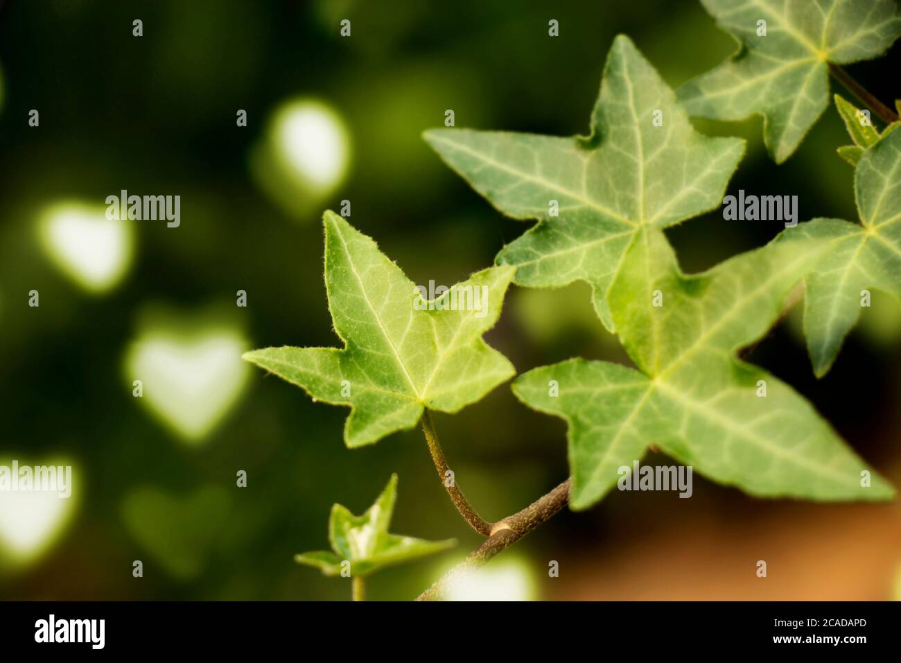 hojas verdes aisladas con el corazón bokeh en el fondo, verano y primavera de fondo para refrescar Foto de stock