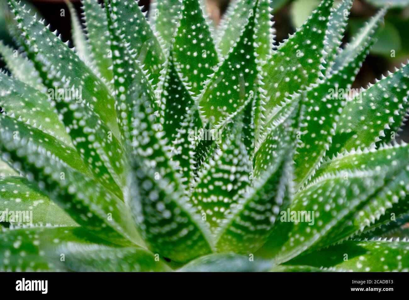 De cerca de Aloe aristata verde fresco. Muchas manchas blancas. Planta  suculenta. Fondo desenfocado Fotografía de stock - Alamy