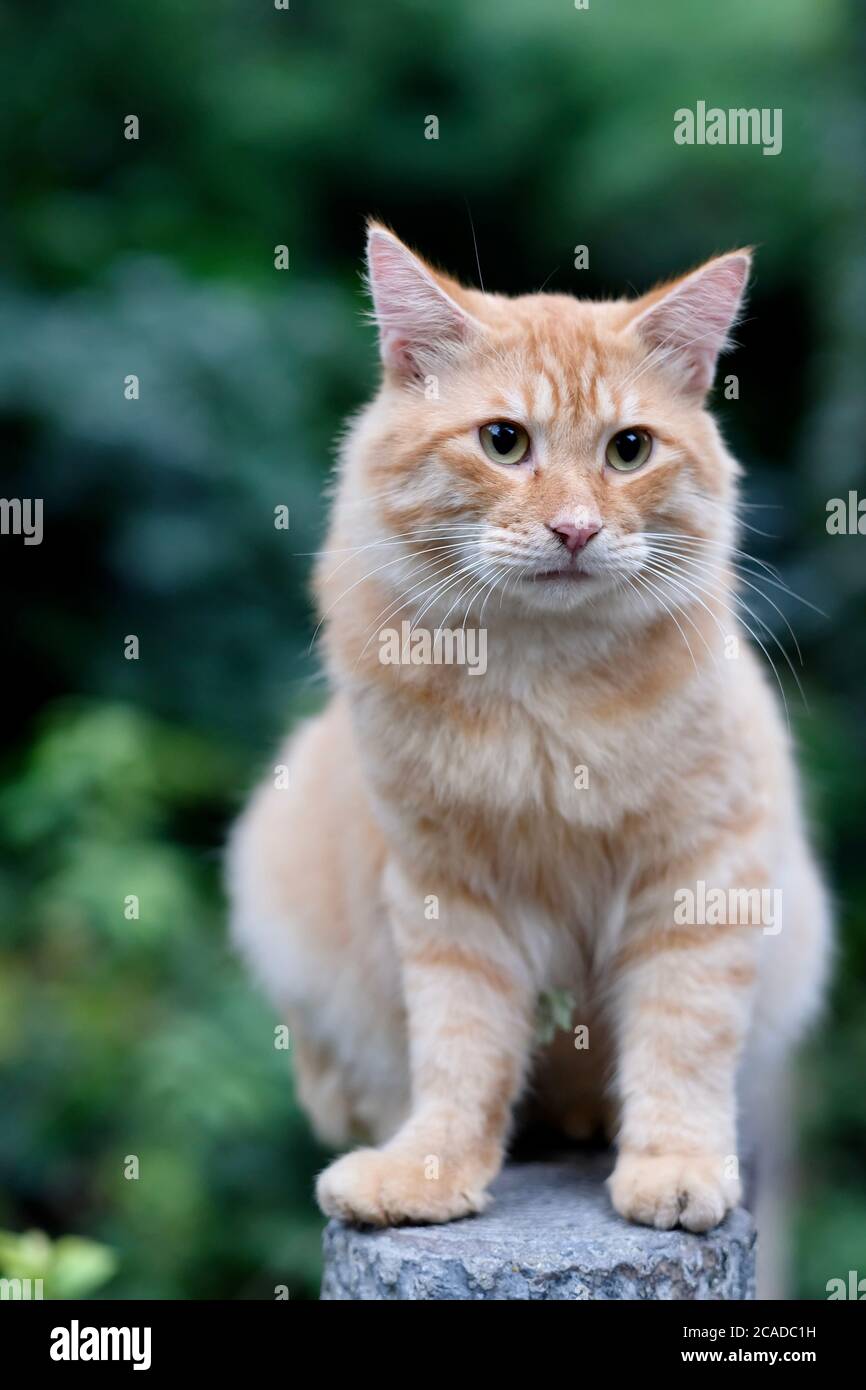 Cerca de un lindo gato tabby marrón de pie en la columna. Desenfocar los árboles verdes de fondo Foto de stock