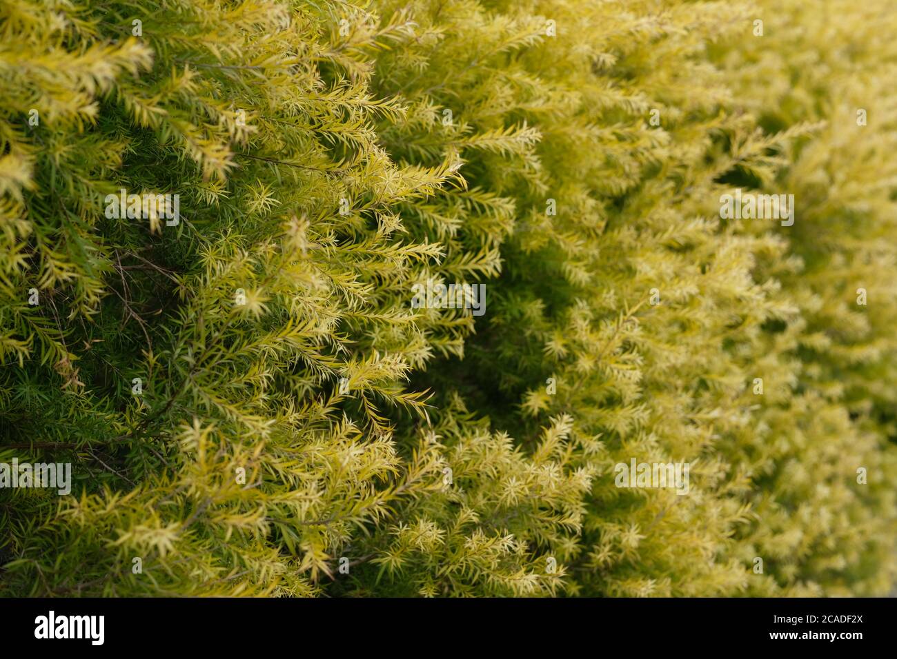 Cerca de las densas hojas de color amarillo dorado Melaleuca bracteata. Fondo difuminado Foto de stock