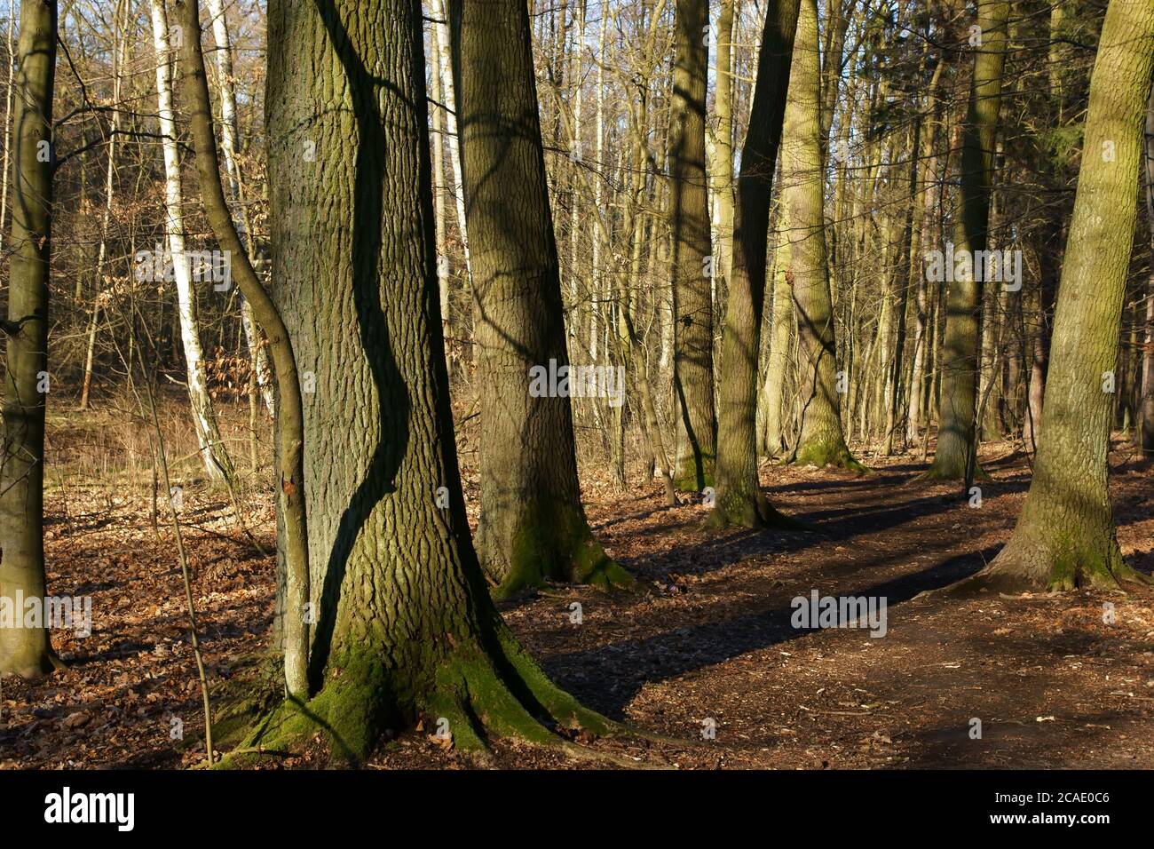 Principios de abril en el bosque, primavera por la mañana caminar entre árboles sin hoja, paisaje soleado Foto de stock
