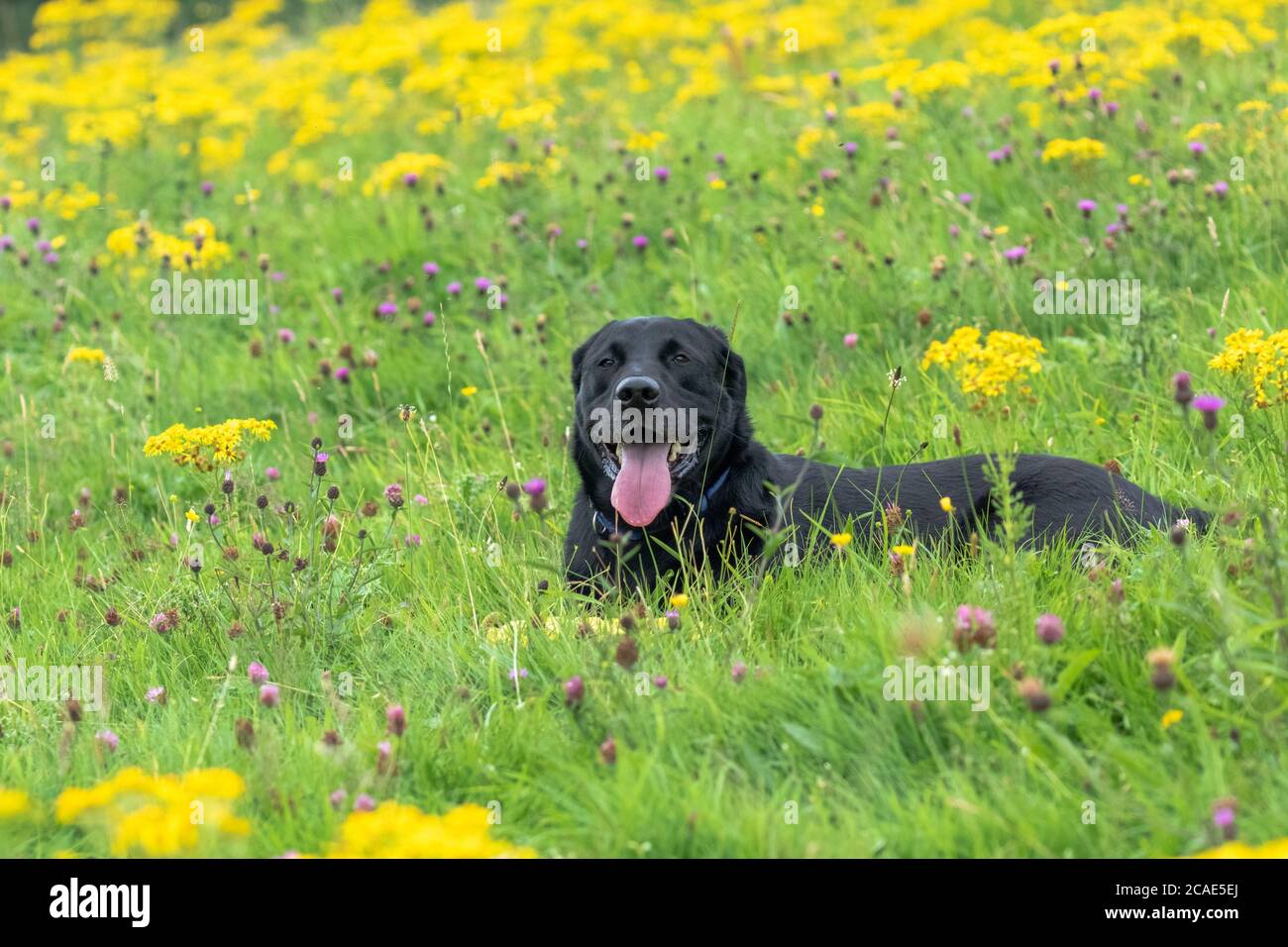 Un perro labrador negro recostado en un campo de flores silvestres, predominantemente trébol rojo y ragwort. Foto de stock