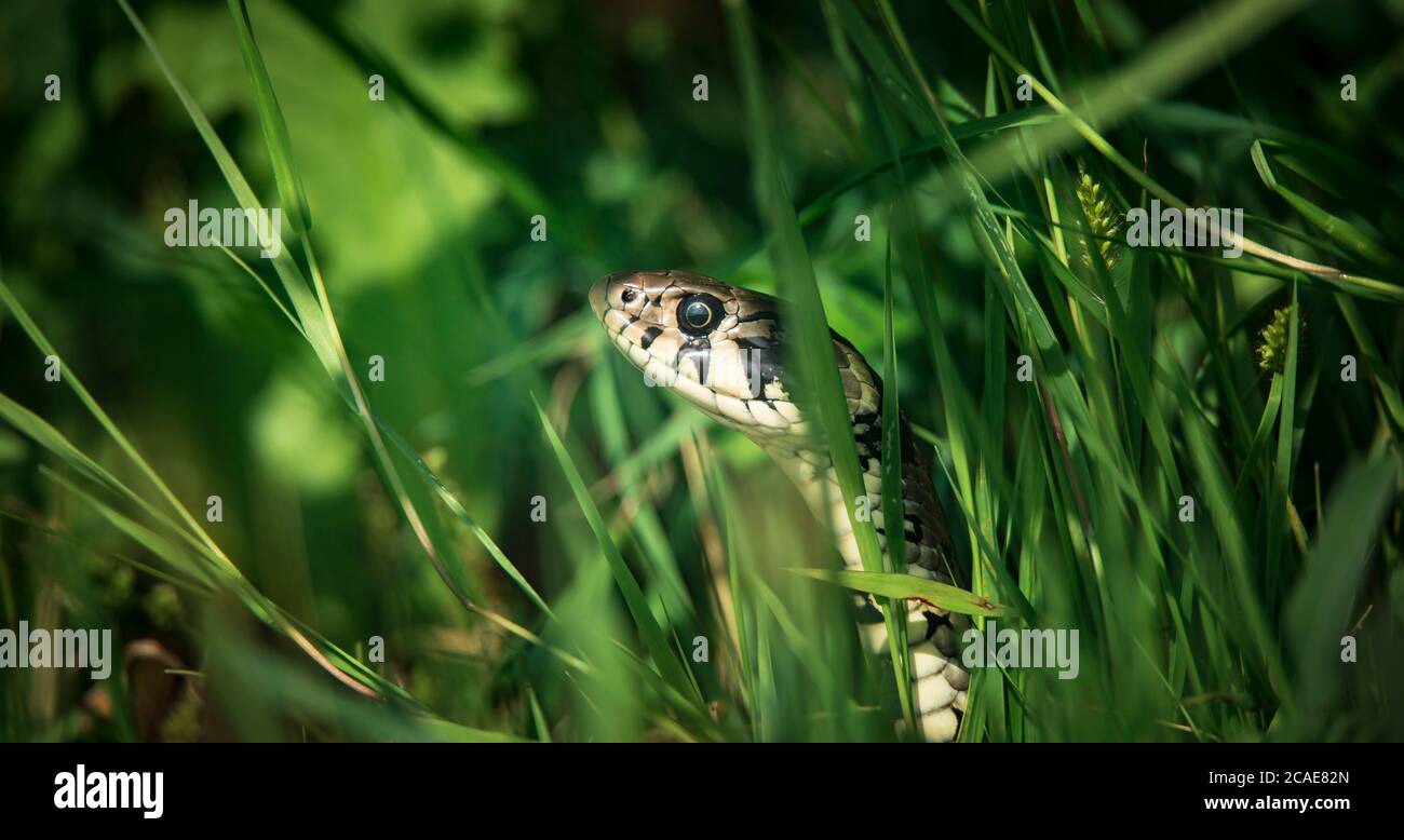 La hierba de la serpiente Natrix natrix, la serpiente se esconde en la hierba y está en la caza, la mejor foto. Foto de stock