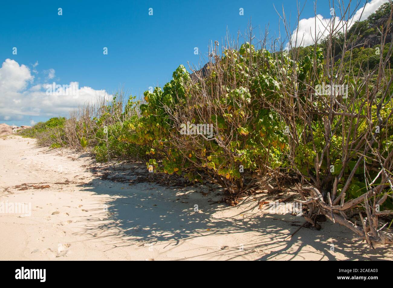 Arbusto de playa de Scaevola taccada, también conocido como col de playa, lechuga de mar, playa naupaka en un día soleado de actualidad en las islas Seychelles Foto de stock
