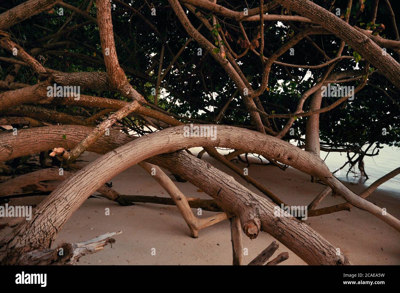 Tronco de árbol de Scaevola taccada, también conocido como repollo de playa, lechuga de mar, playa naupaka durante la puesta de sol en las islas Seychelles Foto de stock