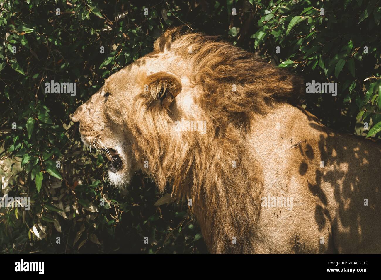 Leones de león después de la caza Löwe Foto de stock