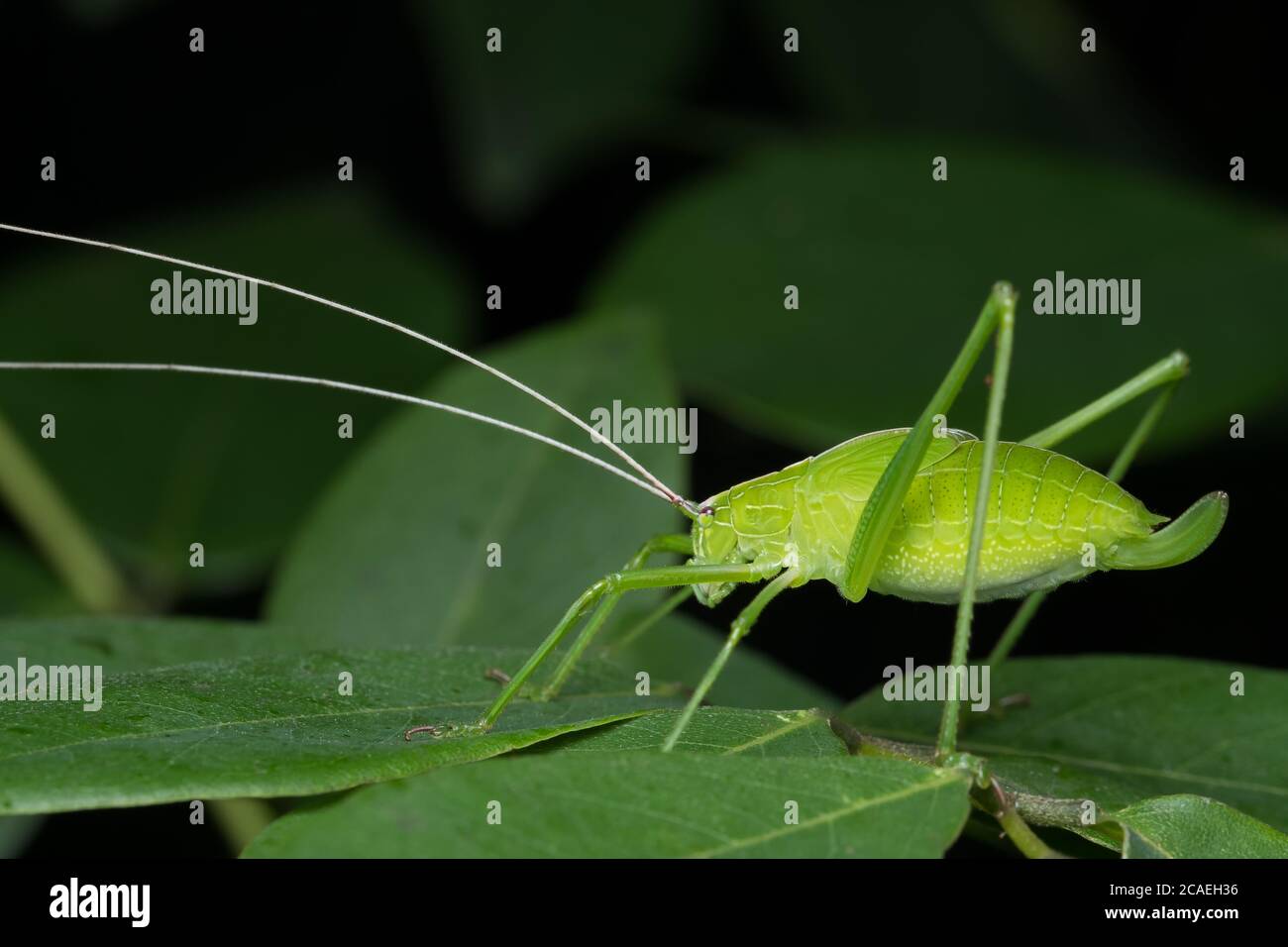 Foto que muestra el lado lateral de la hoja mimiching katydid, (Tetttigonia viridissima) Tettigonidae Foto de stock
