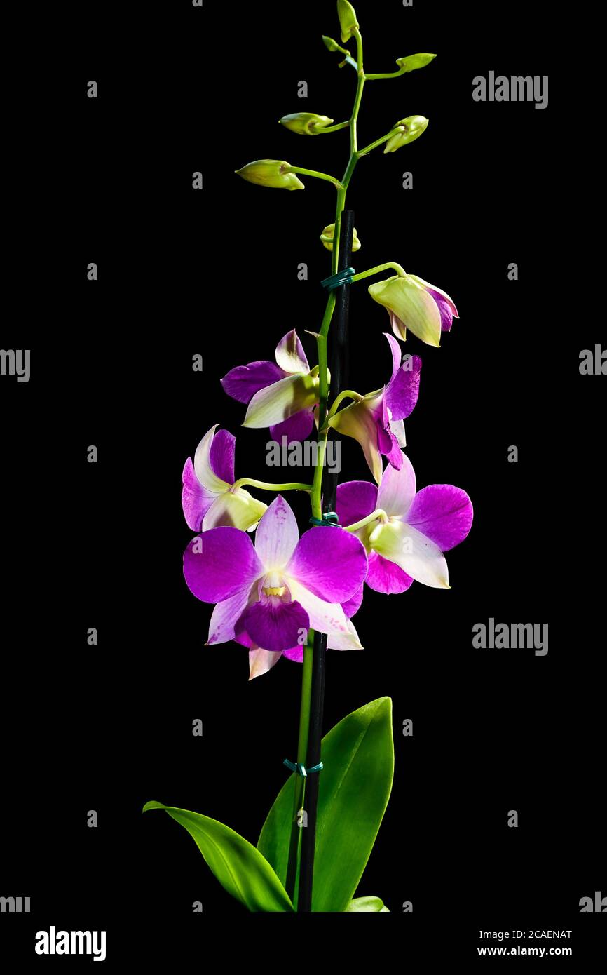 Orquídea de primavera fotografías e imágenes de alta resolución - Página 9  - Alamy