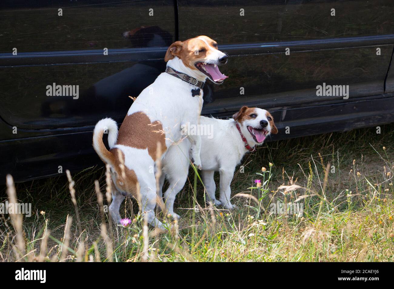 hablar Mal uso Comercio Dogs mating fotografías e imágenes de alta resolución - Alamy