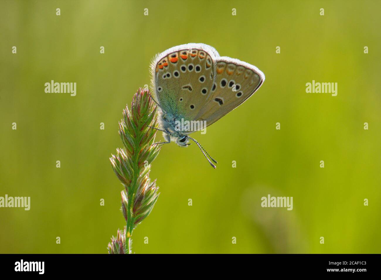 Amanda Blue (Polyommatus amandus - Çokgözlü Amanda). De la familia Lycaenidae. Foto de stock