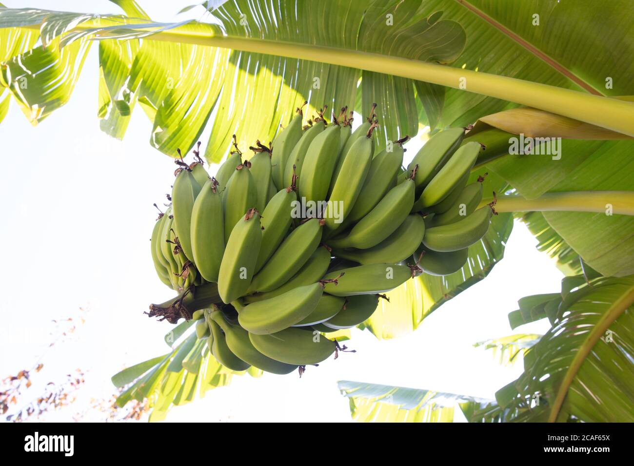 Plátano verde joven orgánico en un racimo en un árbol. Racimo de plátanos inmaduros en un árbol. Las frutas de plátano se desarrollan a partir de la inflorescencia también conocida como plátano he Foto de stock