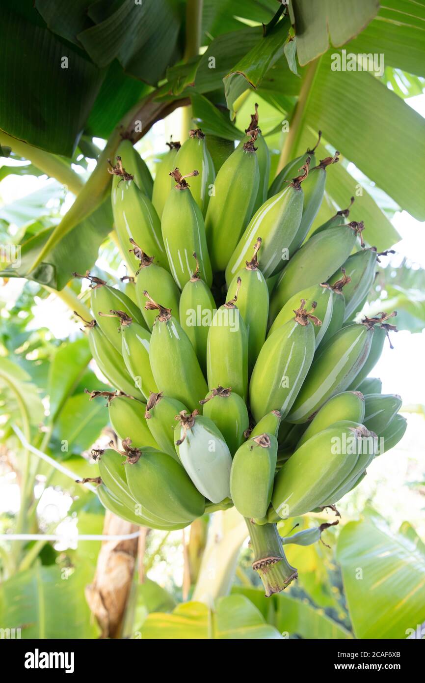 Plátano verde joven orgánico en un racimo en un árbol. Racimo de plátanos inmaduros en un árbol. Las frutas de plátano se desarrollan a partir de la inflorescencia también conocida como plátano he Foto de stock