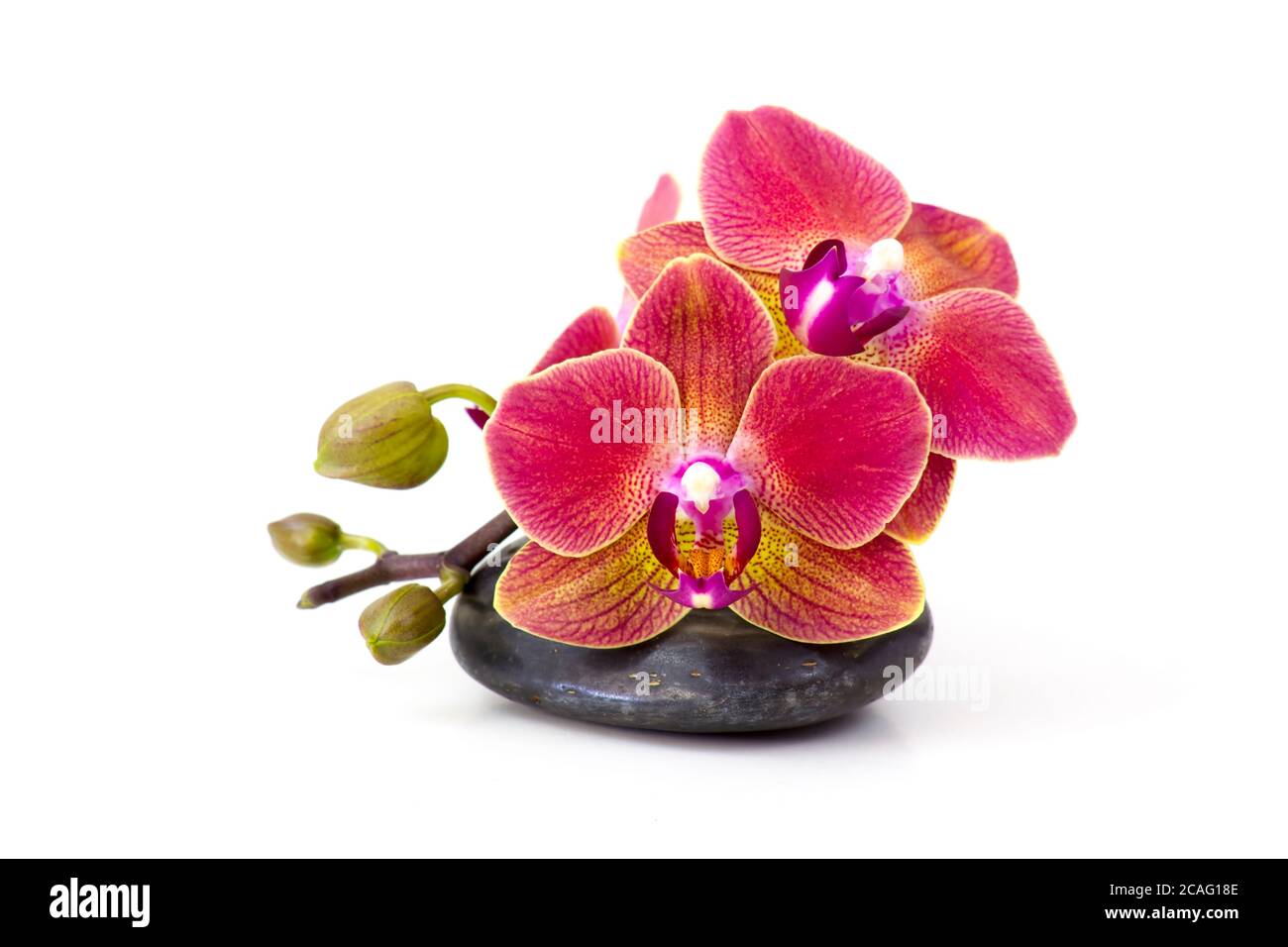 Orquidea colorida Imágenes recortadas de stock - Alamy