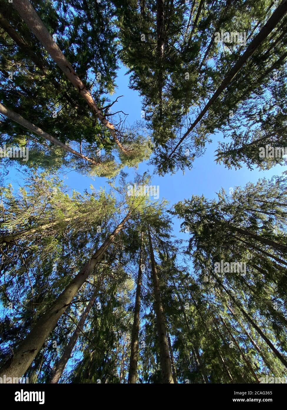 Buscando el verde bosque. Los árboles con hojas verdes, cielo azul y la luz del sol. Fondo de la vista inferior Foto de stock