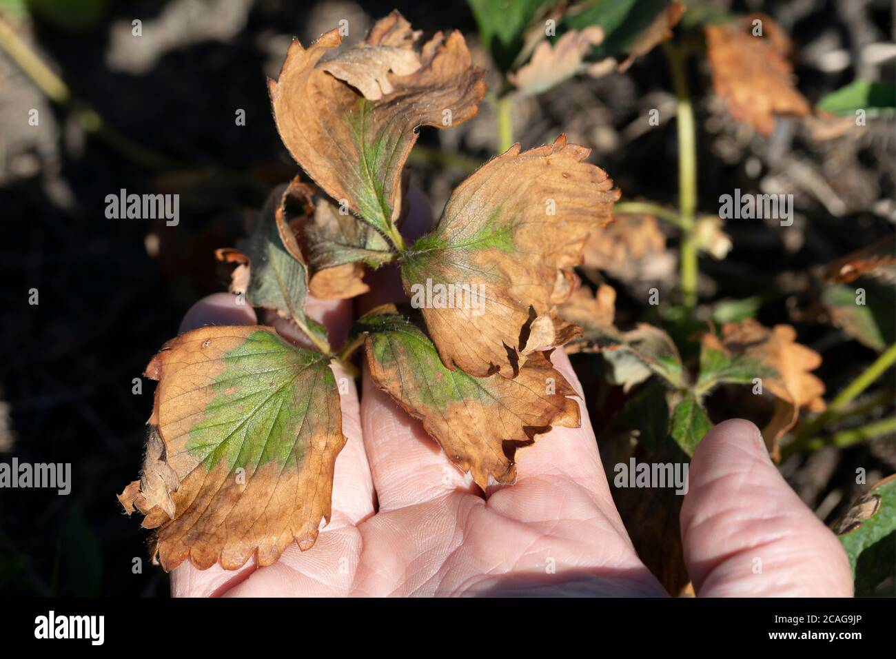 Planta de fresa enferma fotografías e imágenes de alta resolución - Alamy