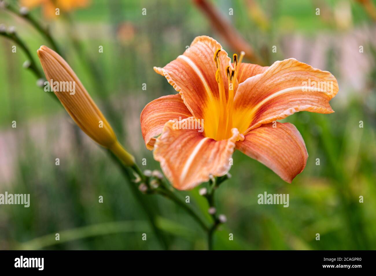 Azucena naranja fotografías e imágenes de alta resolución - Alamy