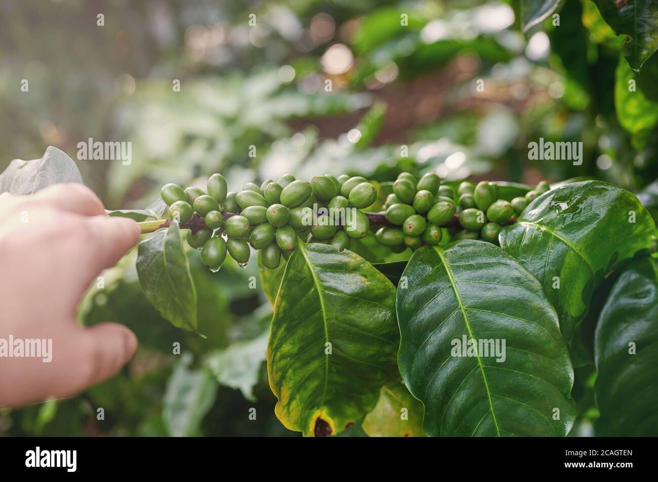 Granos de café verdes húmedos en la vista de primer plano de rama Foto de stock