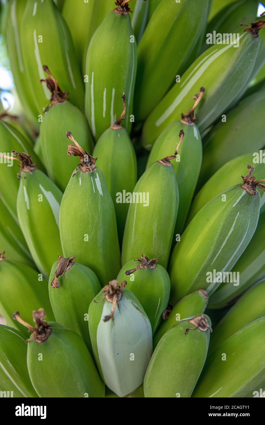 Plátano verde joven orgánico en un racimo en un árbol. Racimo de plátanos inmaduros en un árbol. Las frutas de plátano se desarrollan a partir de la inflorescencia también conocida como plátano he Foto de stock