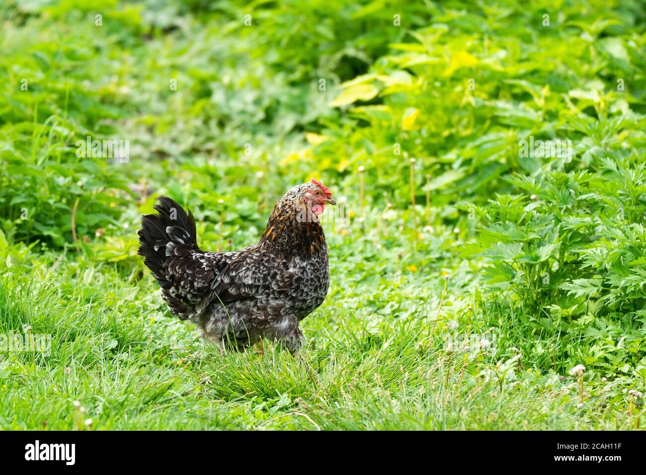 pollo en la hierba en una granja. Gallina de pollo naranja que está fuera para un paseo en la hierba Foto de stock