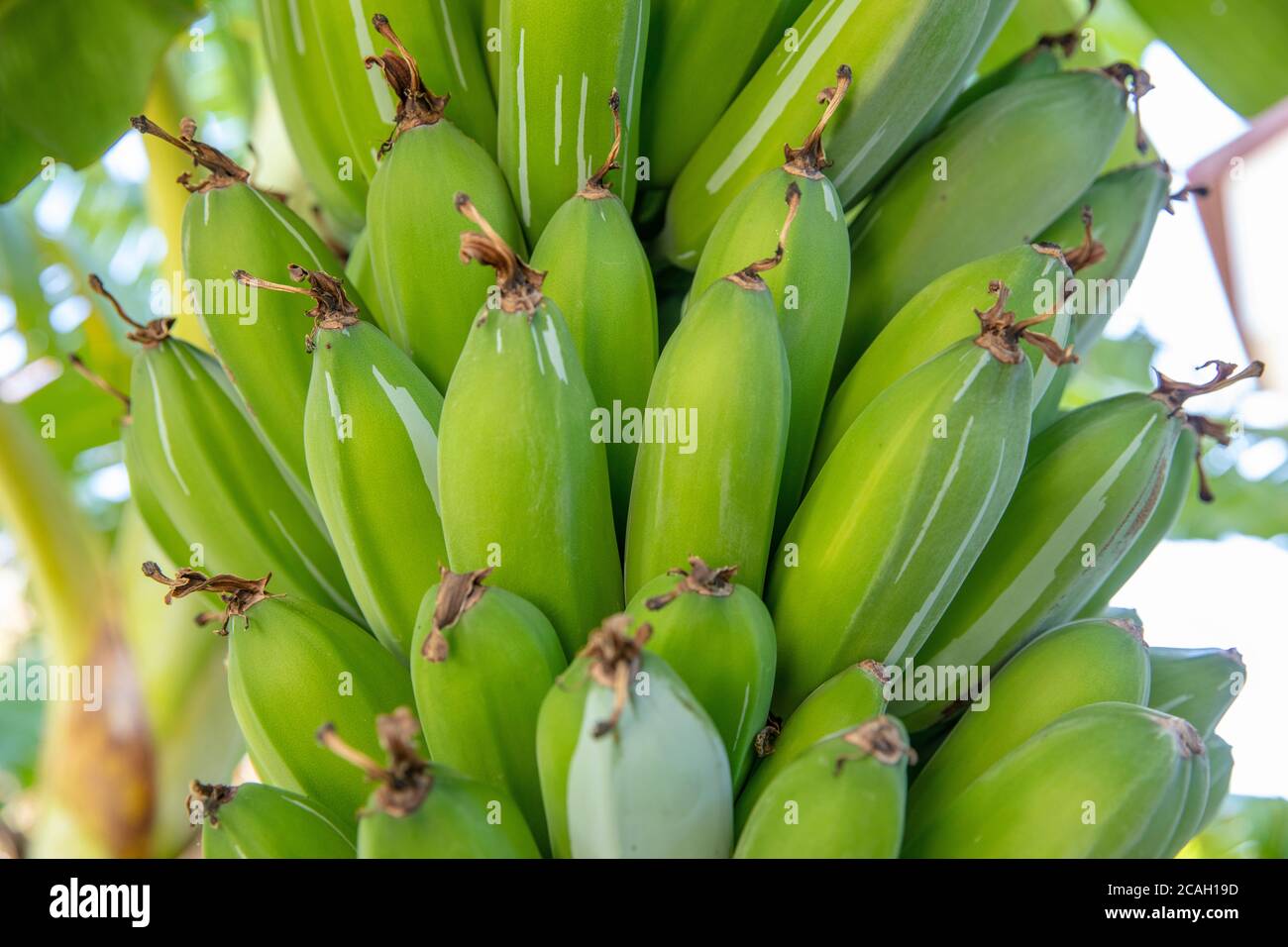 Plátano verde joven orgánico en un racimo en un árbol. Racimo de plátanos inmaduros en un árbol. Las frutas de plátano se desarrollan a partir de la inflorescencia también conocida como plátano he Foto de stock