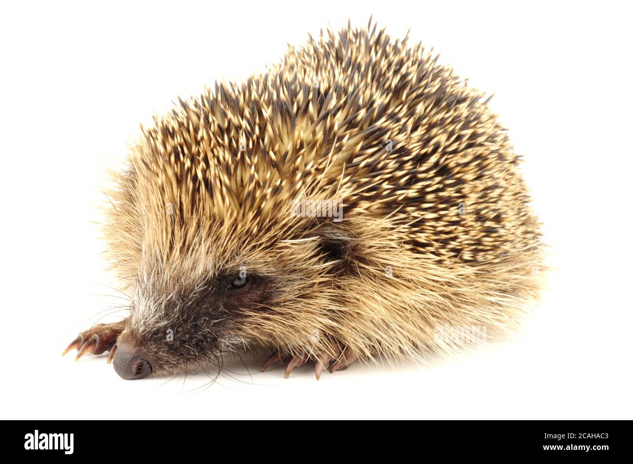 Joven salvaje europeo hedgehog, nacido a finales de año y demasiado pequeño para sobrevivir a la hibernación Foto de stock