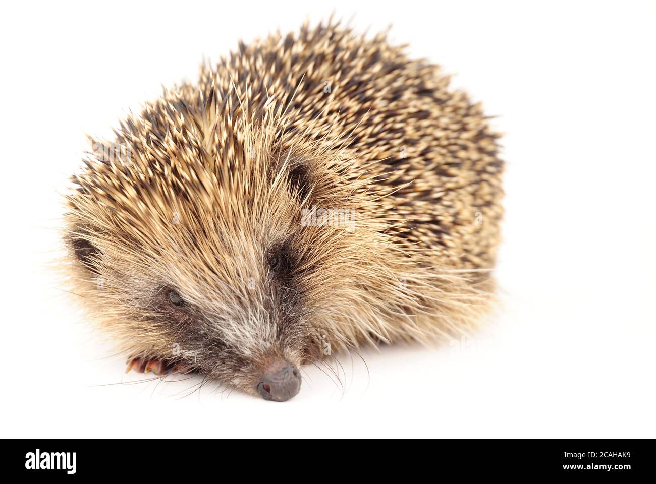 Joven salvaje europeo hedgehog, nacido a finales de año y demasiado pequeño para sobrevivir a la hibernación Foto de stock