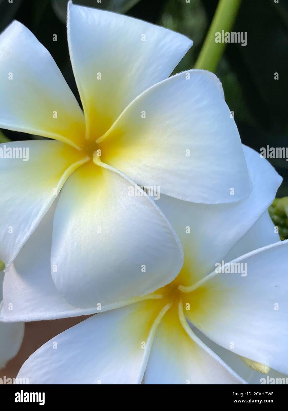 Una fotografía de primer plano de una flor tropical frangipani blanca, flores fragantes para crear un ambiente de relajación y placer. Foto en un bac natural Foto de stock