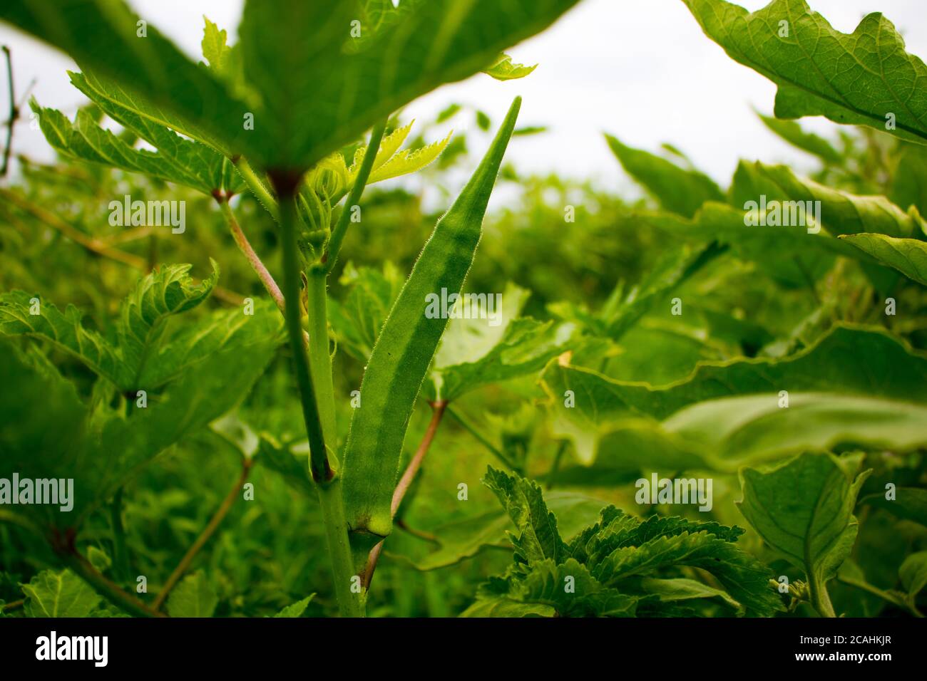 Fruto de okra fotografías e imágenes de alta resolución Alamy