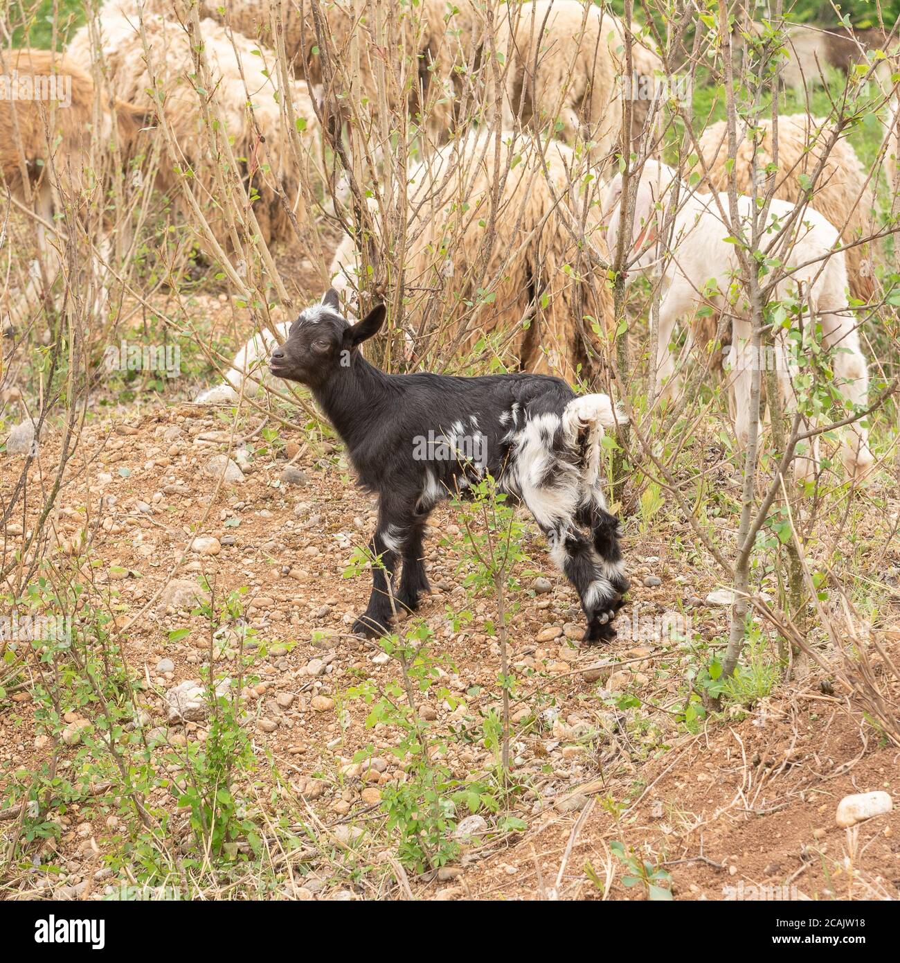 Cabra con cachorro fotografías e imágenes de alta resolución - Página 4 -  Alamy