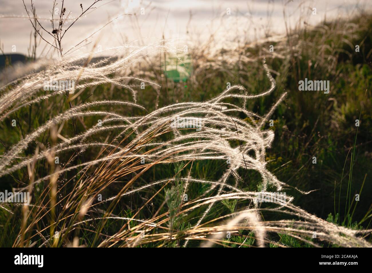 Stipa pulcherrima salvaje, hierba de plumas doradas en la estepa al atardecer. Enfoque selectivo. Hermoso paisaje de verano Foto de stock