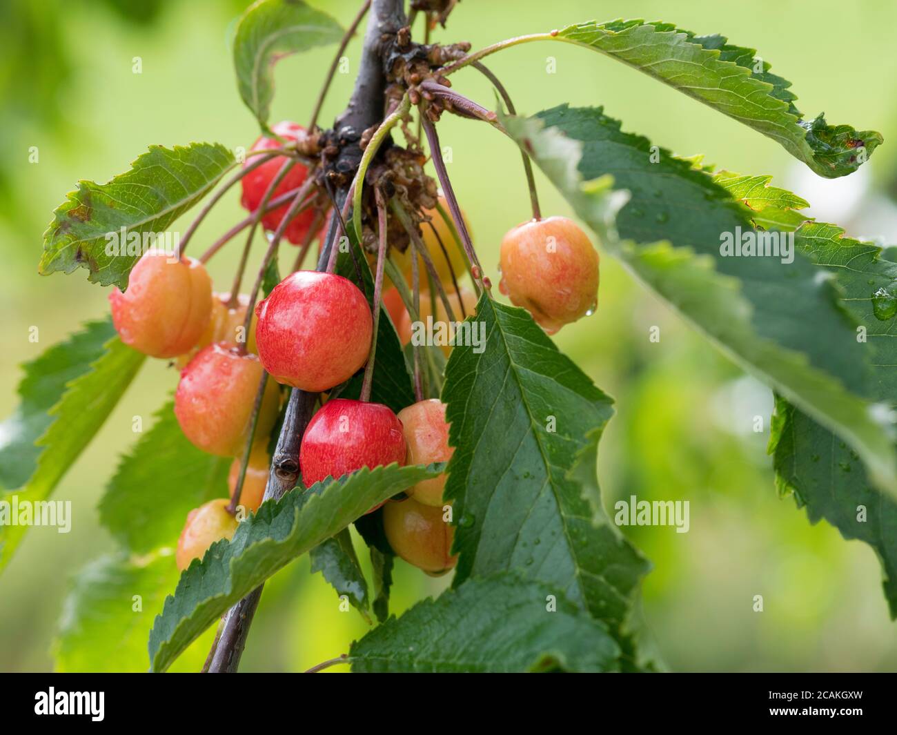 Cherrys fotografías e imágenes de alta resolución - Alamy