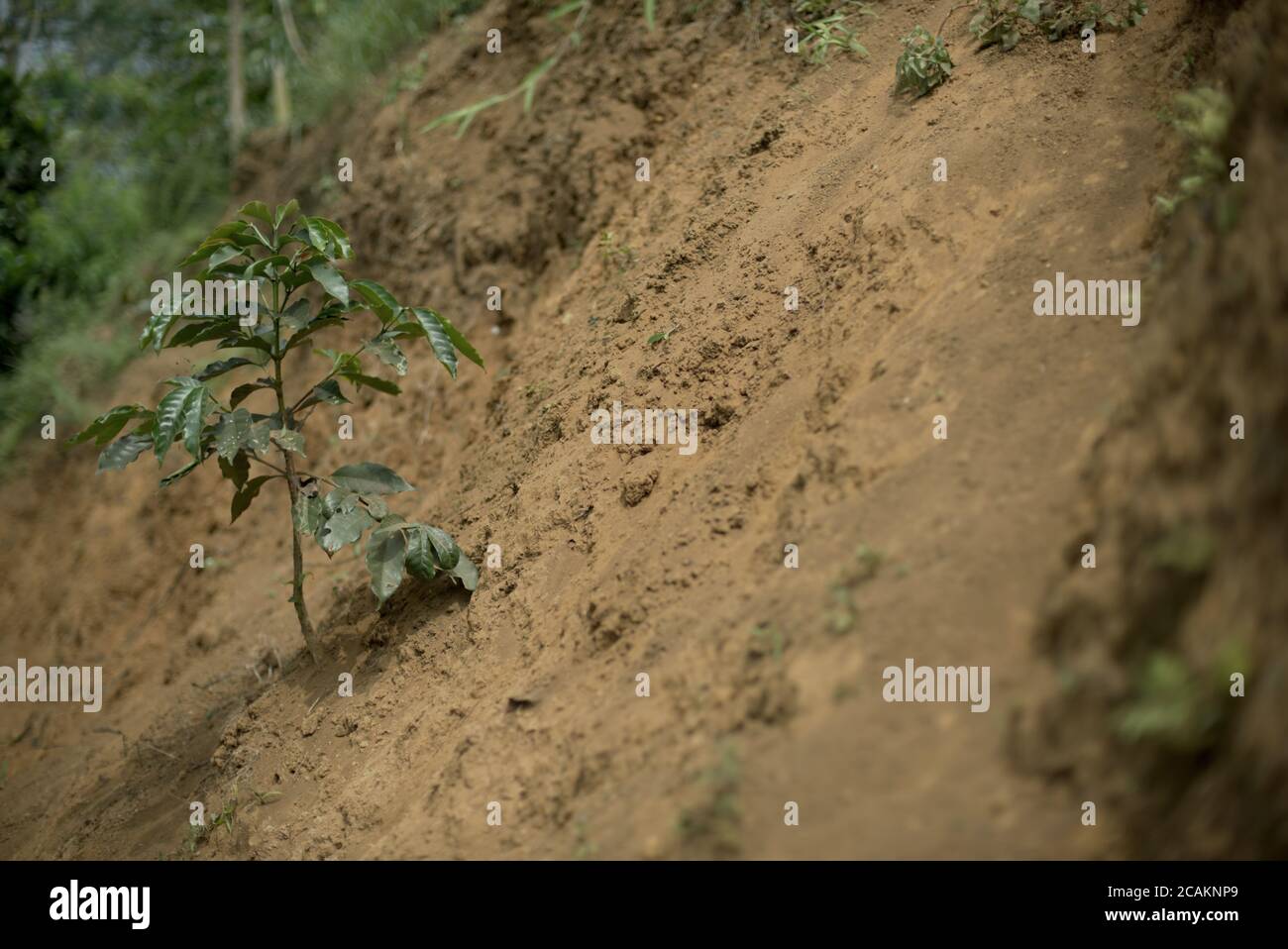 Planta de café arábica joven que crece en un suelo seco en una granja en Cianjur regency, Java Occidental, Indonesia, durante la temporada seca. Foto de stock