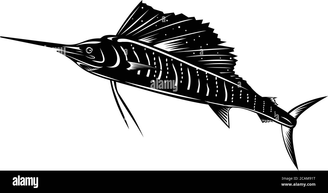 Ilustración de un pez vela del Atlántico o pez vela del Indo-Pacífico, un pez del género istiophorus de pez espada, saltando visto desde la dfi Ilustración del Vector
