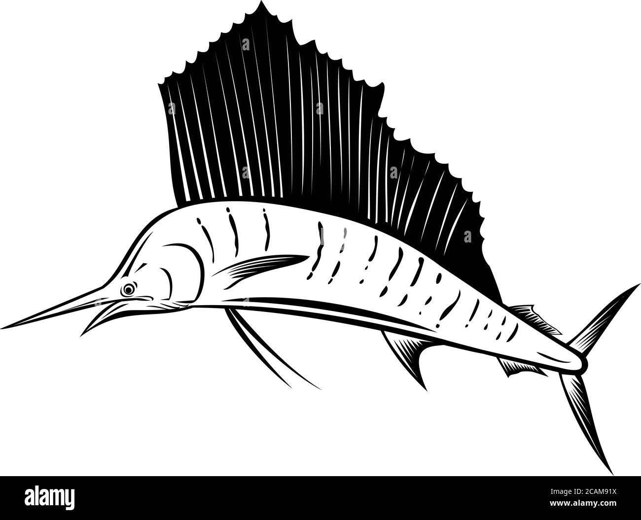 Ilustración de un pez vela indopacífico, un pez del género istiophorus de peces picudos nativos de los océanos Índico y Pacífico, saltando Ilustración del Vector