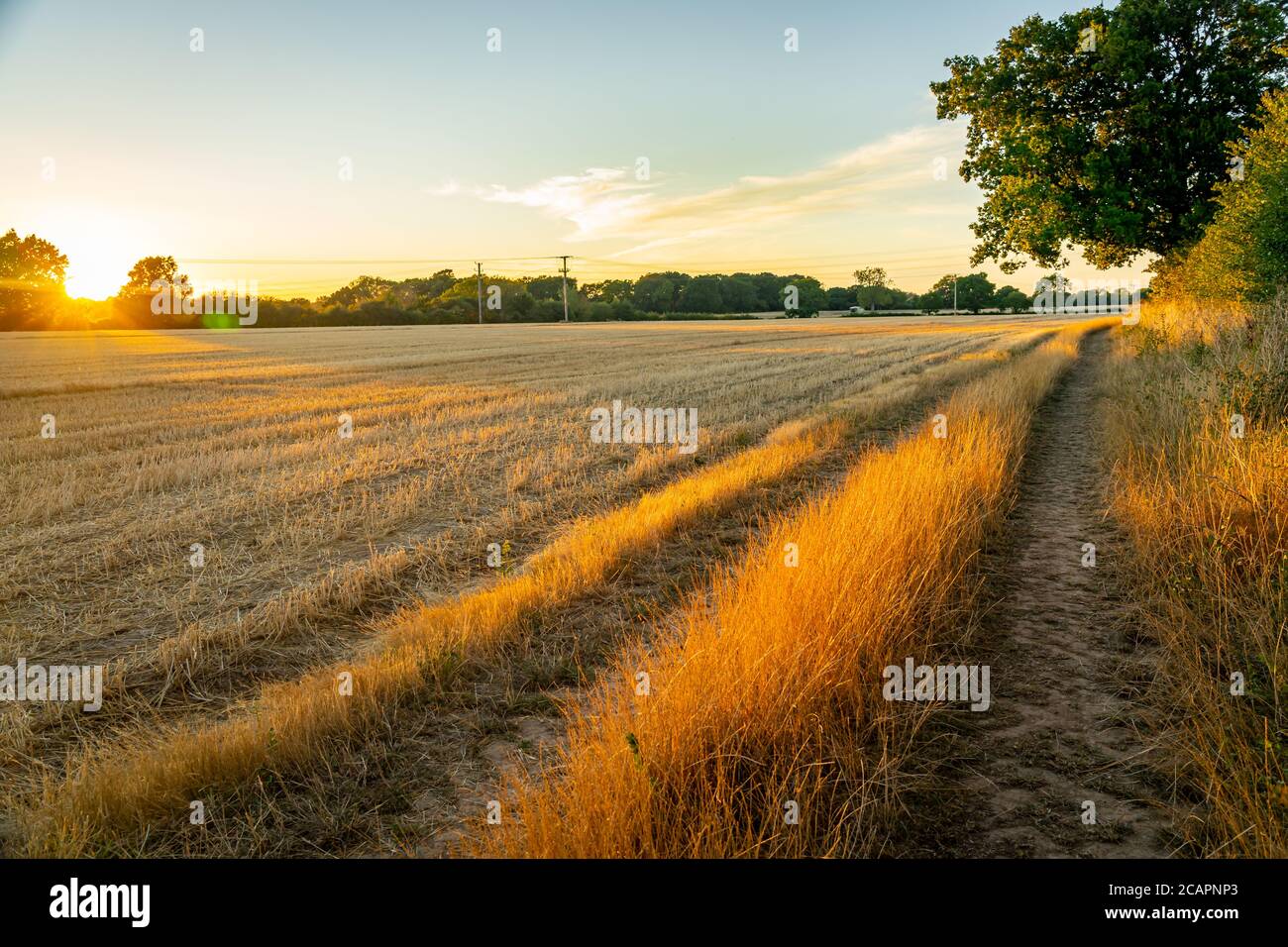 Margen de campo de un campo de trigo cosechado al atardecer Foto de stock